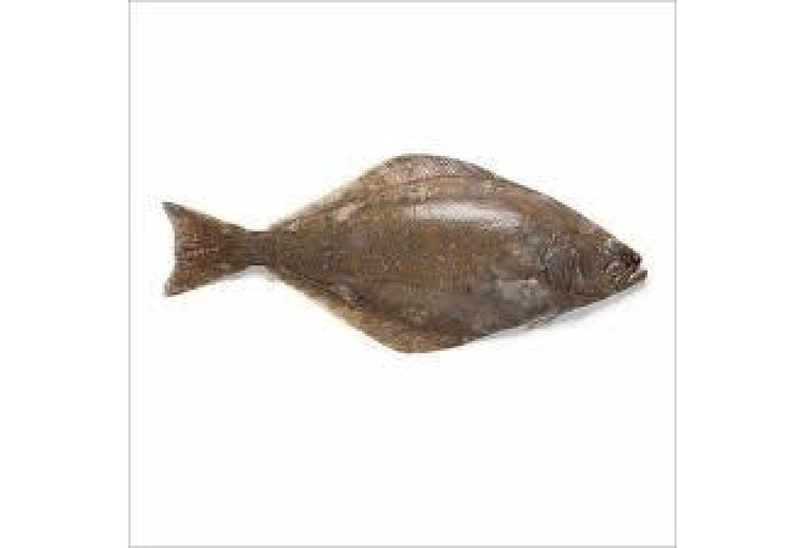 Cleaned Halibut / Ayiram Palli - 400gm